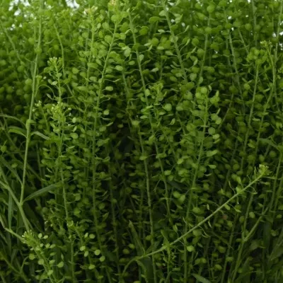 LEPIDIUM GREEN DRAGON 70cm