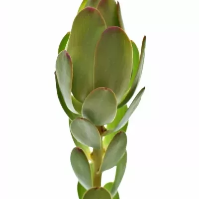 LEUCADENDRON DISCOLOR 40cm