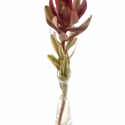 LEUCADENDRON JESTER 35cm