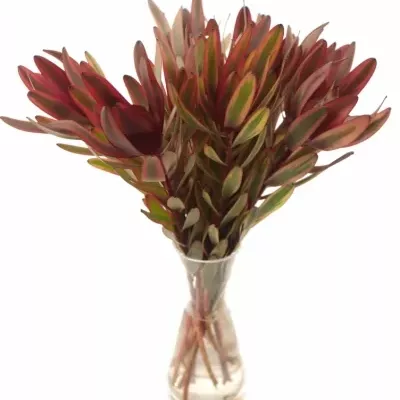 LEUCADENDRON JESTER 35cm