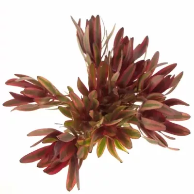 LEUCADENDRON JESTER 35cm