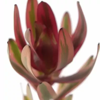 LEUCADENDRON JESTER 35cm