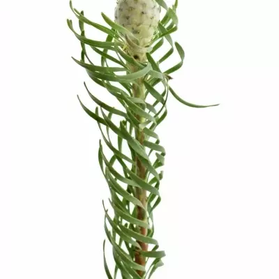 LEUCADENDRON LINIFOLIUM AYOBA JADE PEARL