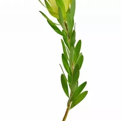 LEUCADENDRON  SAFARI GOLD STRIKE 50cm