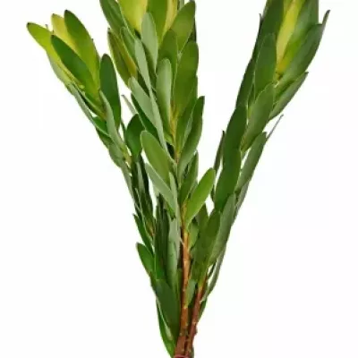 LEUCADENDRON  SAFARI GOLD STRIKE 50cm