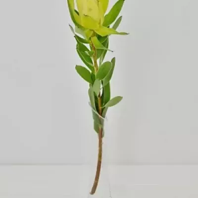 LEUCADENDRON  SAFARI GOLD STRIKE 50cm