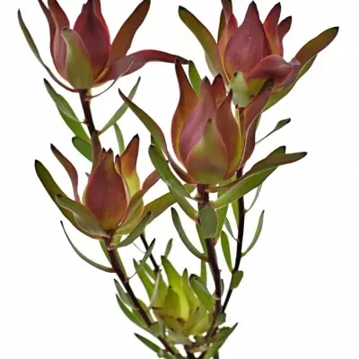 Leucadendron SALIGNUM BLUSH 40cm