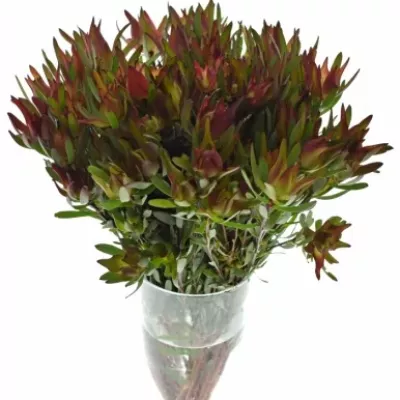 Leucadendron SALIGNUM BLUSH 40cm