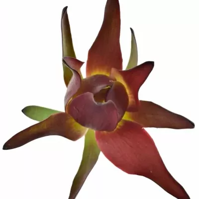 Leucadendron SALIGNUM BLUSH 40cm