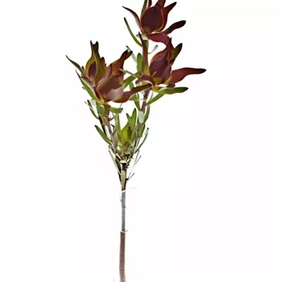 Leucadendron SALIGNUM BLUSH 40cm