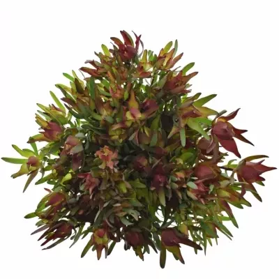 Leucadendron SALIGNUM BLUSH 40cm