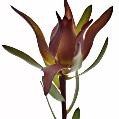 Leucadendron SALIGNUM BLUSH 40cm