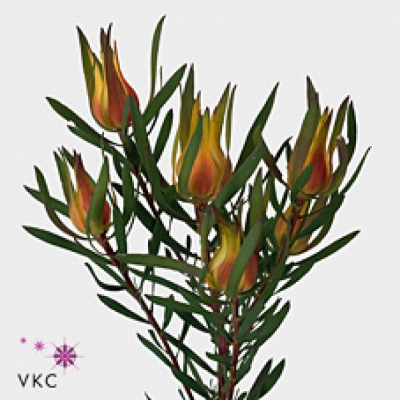 LEUCADENDRON SALIGNUM YAELI