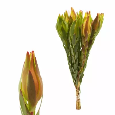 Leukadendron PROCERUM 40cm