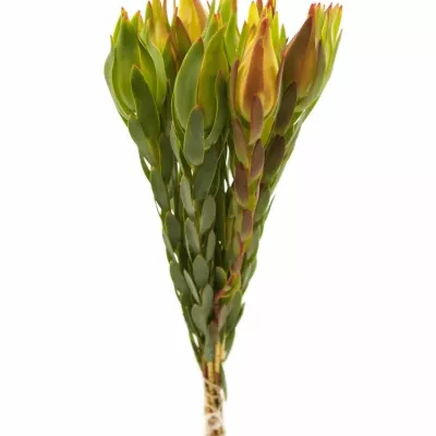 Leukadendron PROCERUM 40cm