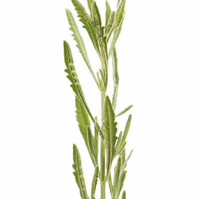 LEVANDULA