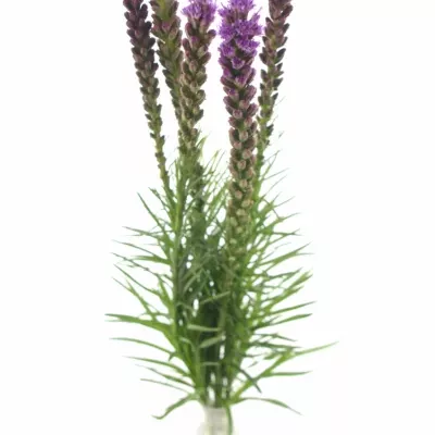 Šuškarda SPICATA 60cm