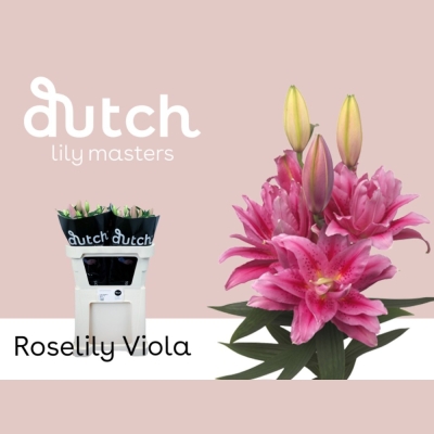 Lilie OR DUBBEL ROSELILY VIOLA