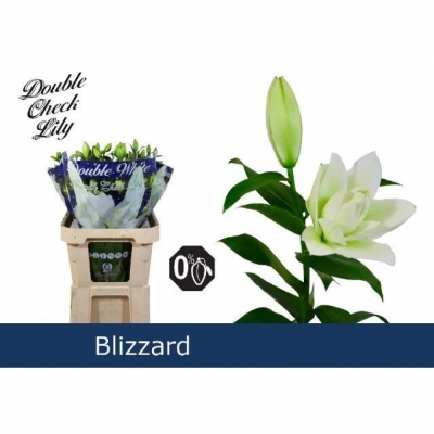 Lilie OT BLIZZARD DUBBEL