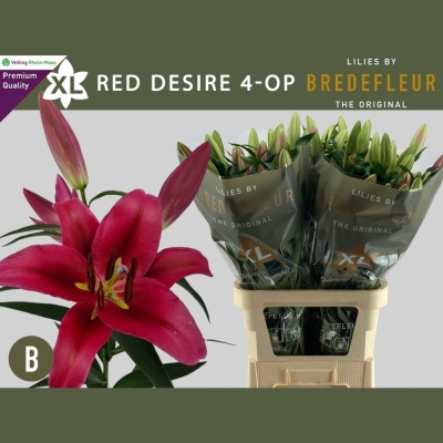 Lilie OT RED DESIRE