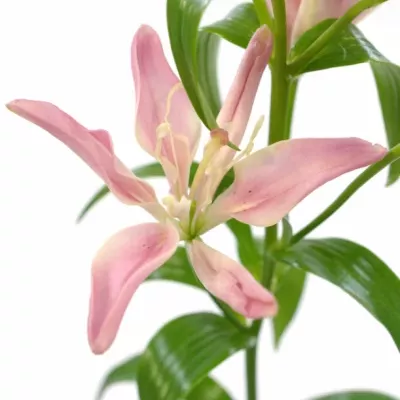 LILIUM AZ CANDY BLOSSOM