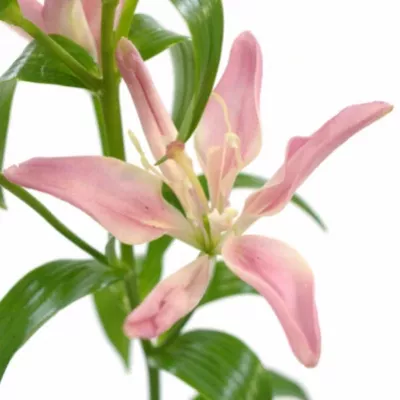 LILIUM AZ CANDY BLOSSOM