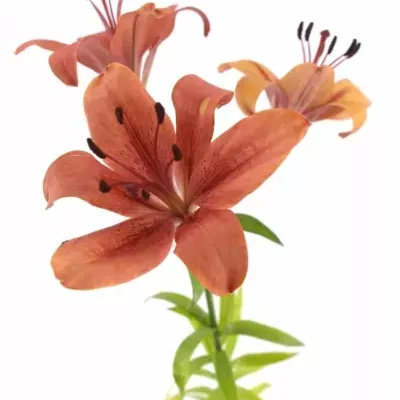 LILIUM AZ SOLFARINO