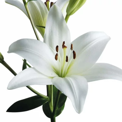 LILIUM LA BACH