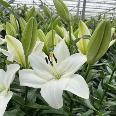 LILIUM LA BACH