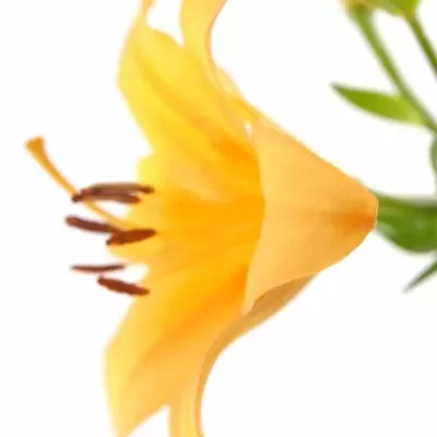 LILIUM LA BONSOIR