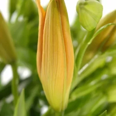 LILIUM LA BONSOIR