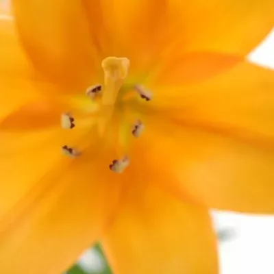 LILIUM LA BONSOIR