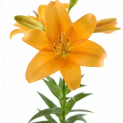 LILIUM LA BONSOIR