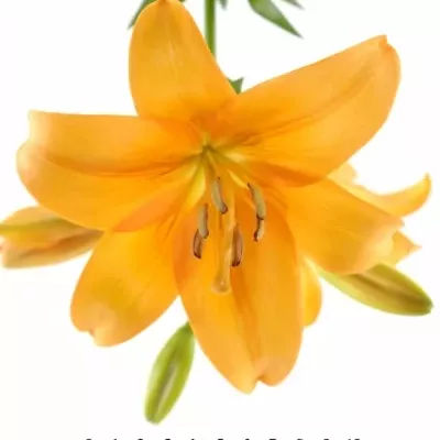 LILIUM LA BONSOIR