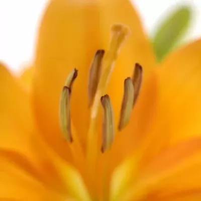 LILIUM LA BONSOIR