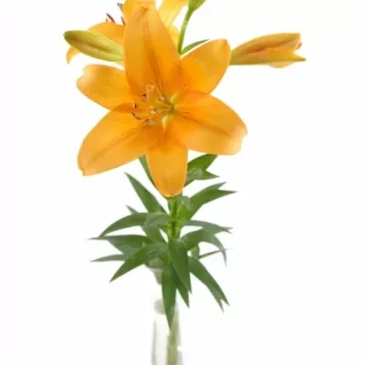 LILIUM LA BONSOIR