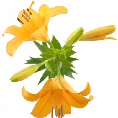 LILIUM LA BONSOIR