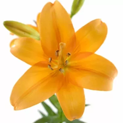 LILIUM LA BONSOIR