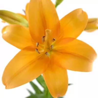 LILIUM LA BONSOIR