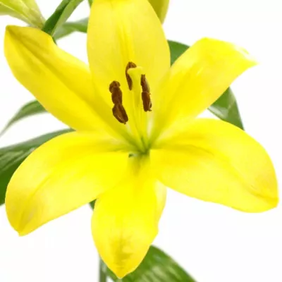 LILIUM LA GOLDEN TYCOON