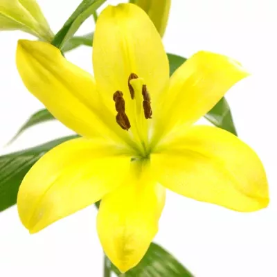 LILIUM LA GOLDEN TYCOON