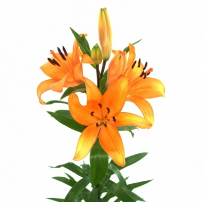 LILIUM LA HONESTY