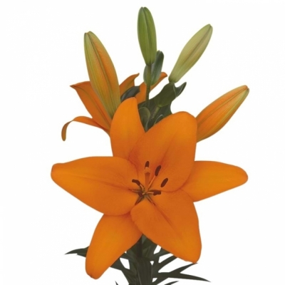 LILIUM LA HONESTY