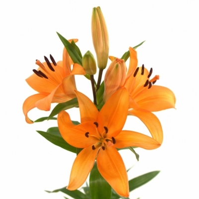 LILIUM LA HONESTY