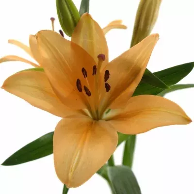 LILIUM LA SALMON CLASSIC