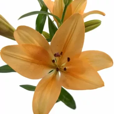 LILIUM LA SALMON CLASSIC