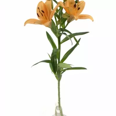 LILIUM LA SALMON CLASSIC