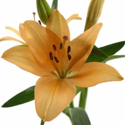 LILIUM LA SALMON CLASSIC