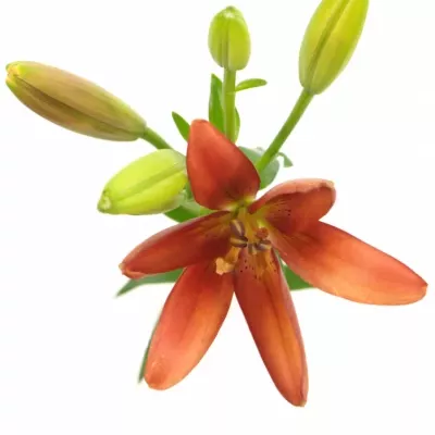 LILIUM LA SERENGETI