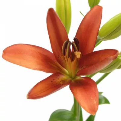 LILIUM LA SERENGETI